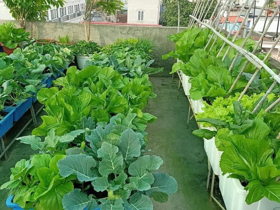 Phân bón lỏng Hữu cơ Amino Nauy (chai 1 lít)