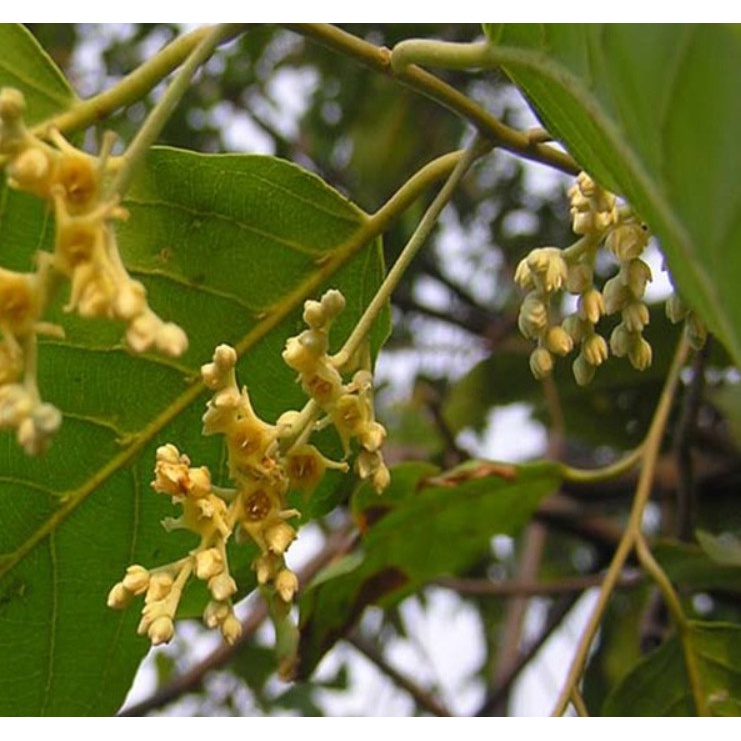 Cây gỗ sao đen giống (cây đẹp có bảo hành)