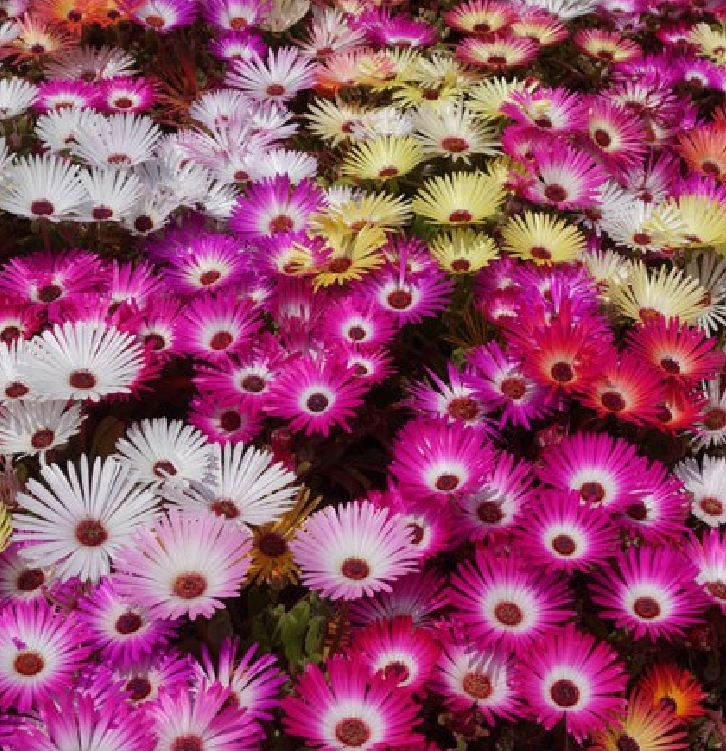 10H African Mix Flower Seeds - Pack of 20 Seeds