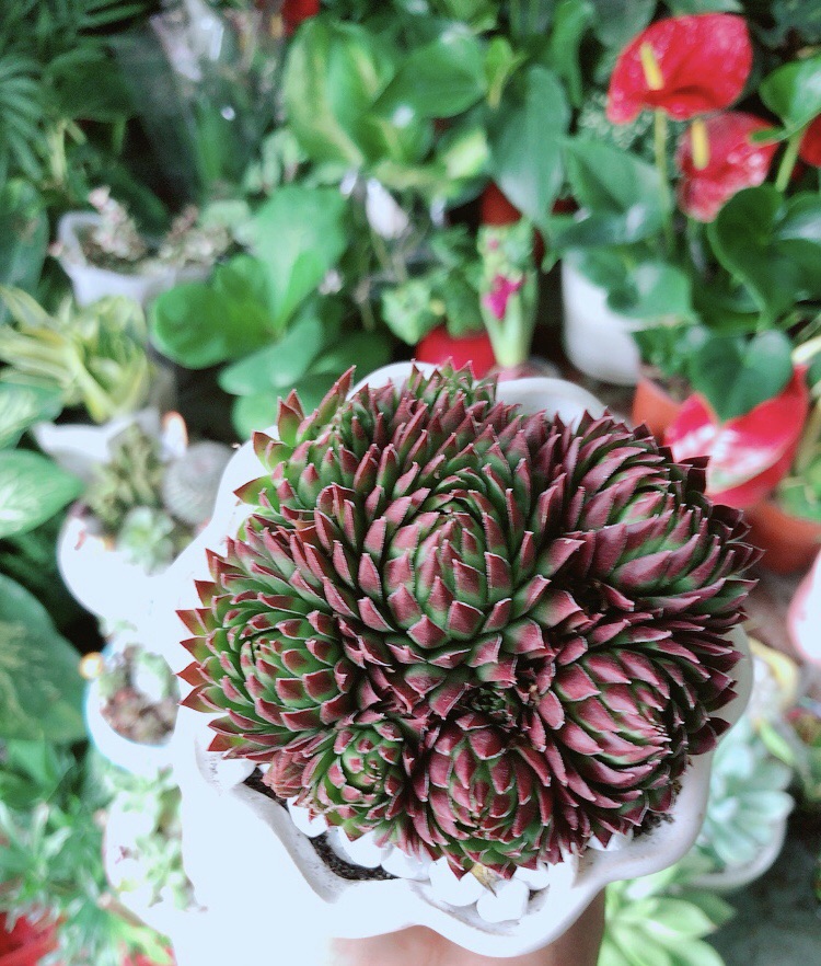 Chậu Sen Phật Bà Đỏ