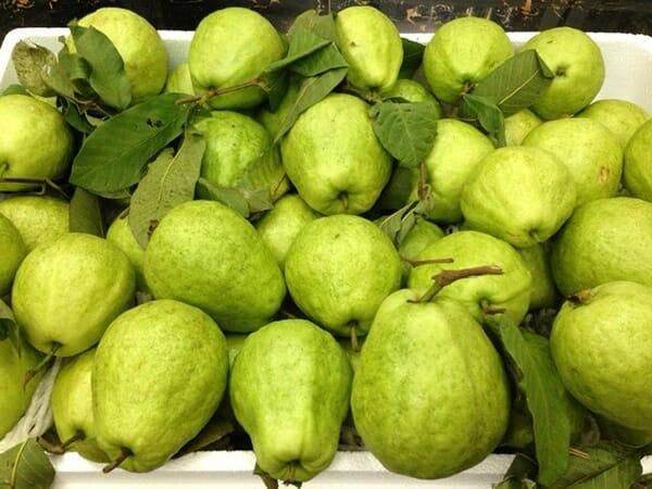 Cây giống ổi bo thái bình (cây tốt siêu sớm) (chuẩn giống chất)