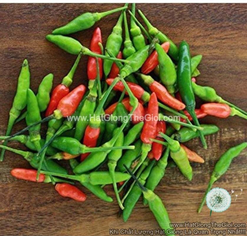 0.1Gr Hạt Giống Ớt Xiêm Thái Lan (A2.104| B52*W42*M168)