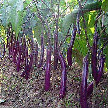 100 Hạt Giống Cà Tím Dài Siêu Quả