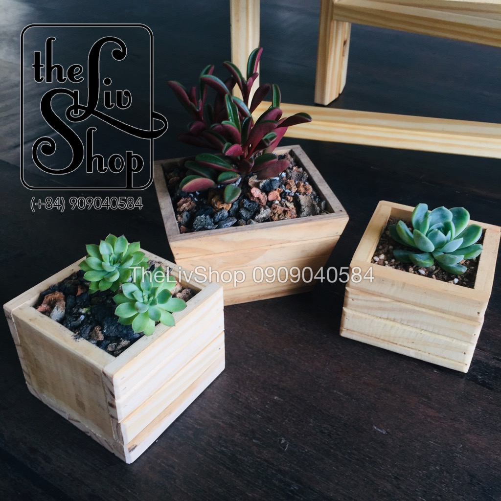 chậu gỗ thông vuông 3 sizes
