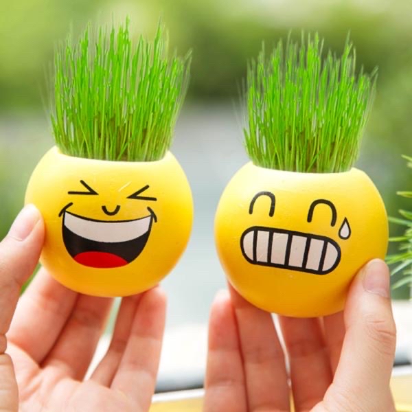 Chậu hạt giống mini để bàn hình Mặt cười