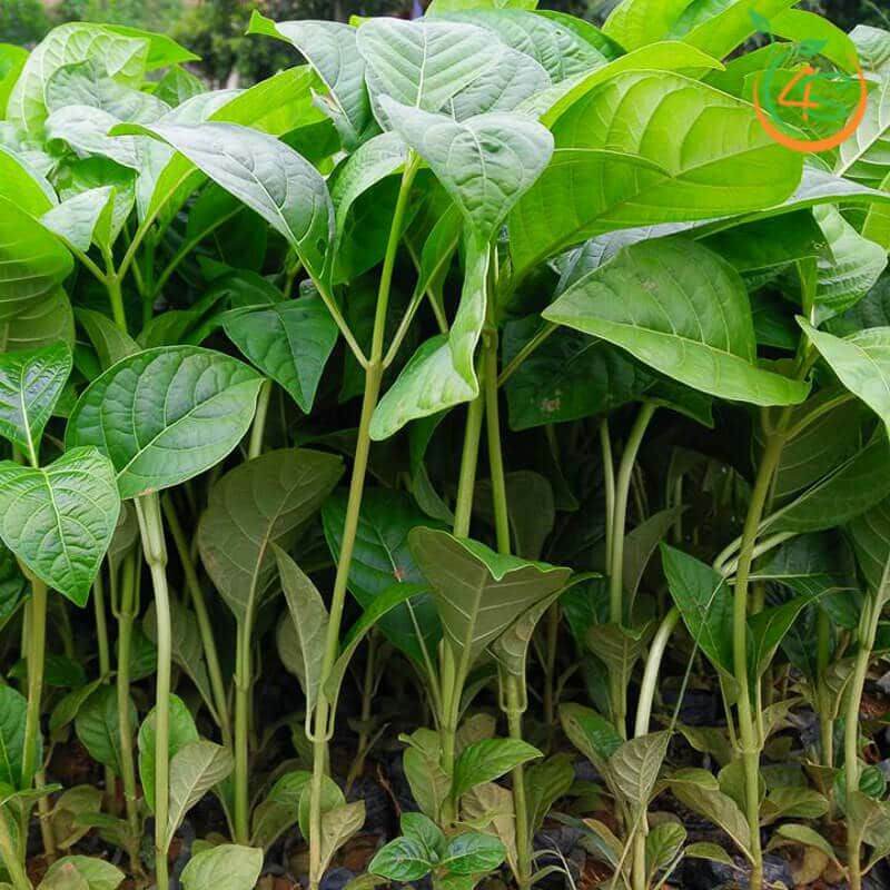 100 gram hạt gáo trắng giống
