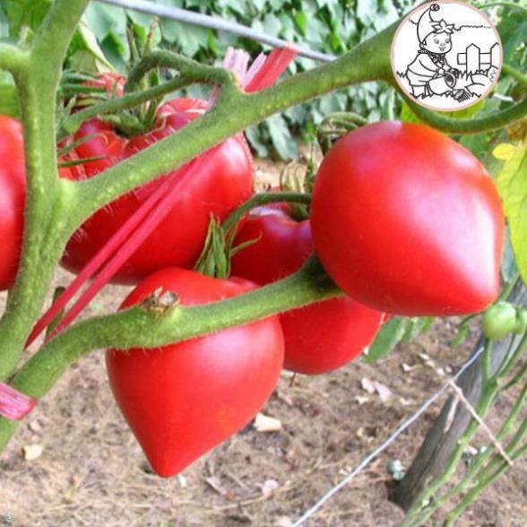 HẠT CÀ CHUA TRÁI TIM ĐỎ - GÓI 0,1 GRAM