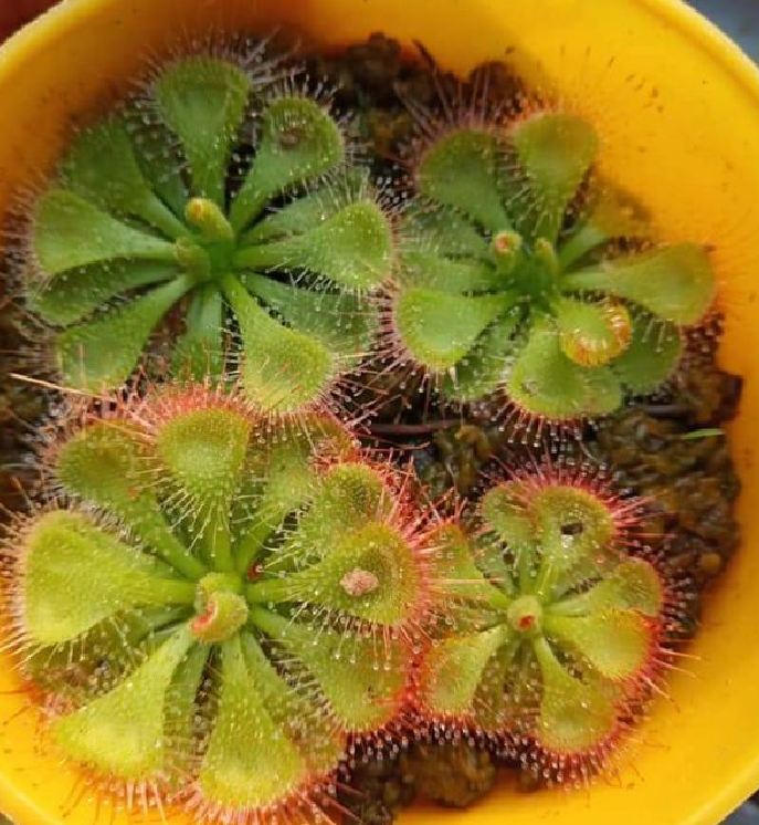 Hạt Giống Cây Ăn Thịt Bắt Mồi Gọng Vó ( gói 10 hạt - kèm 3 viên nén sơ dừa ươm hạt ) - VTNT