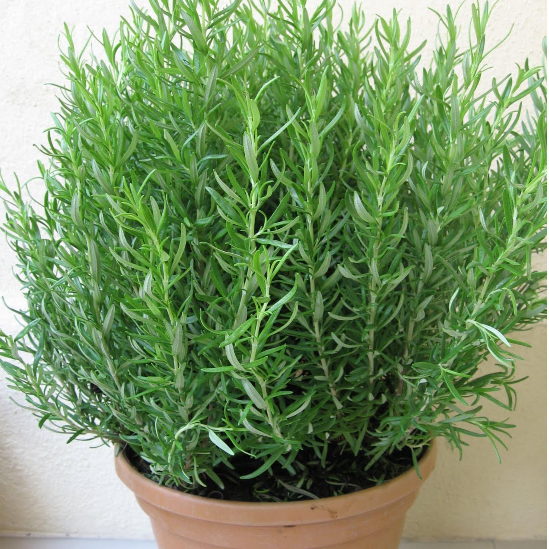 30 Hạt giống Cỏ xạ hương (tặng Kích nẩy mầm, Hướng dẫn ươm)