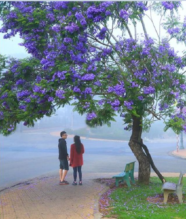 "Gói 5 "Hạt giống hoa phượng vĩ tím [Seeds]