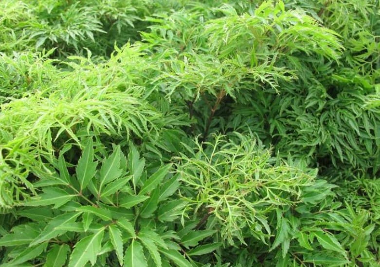 Combo 4 cây giống Đinh Lăng ( tặng kèm thêm 1 cây )