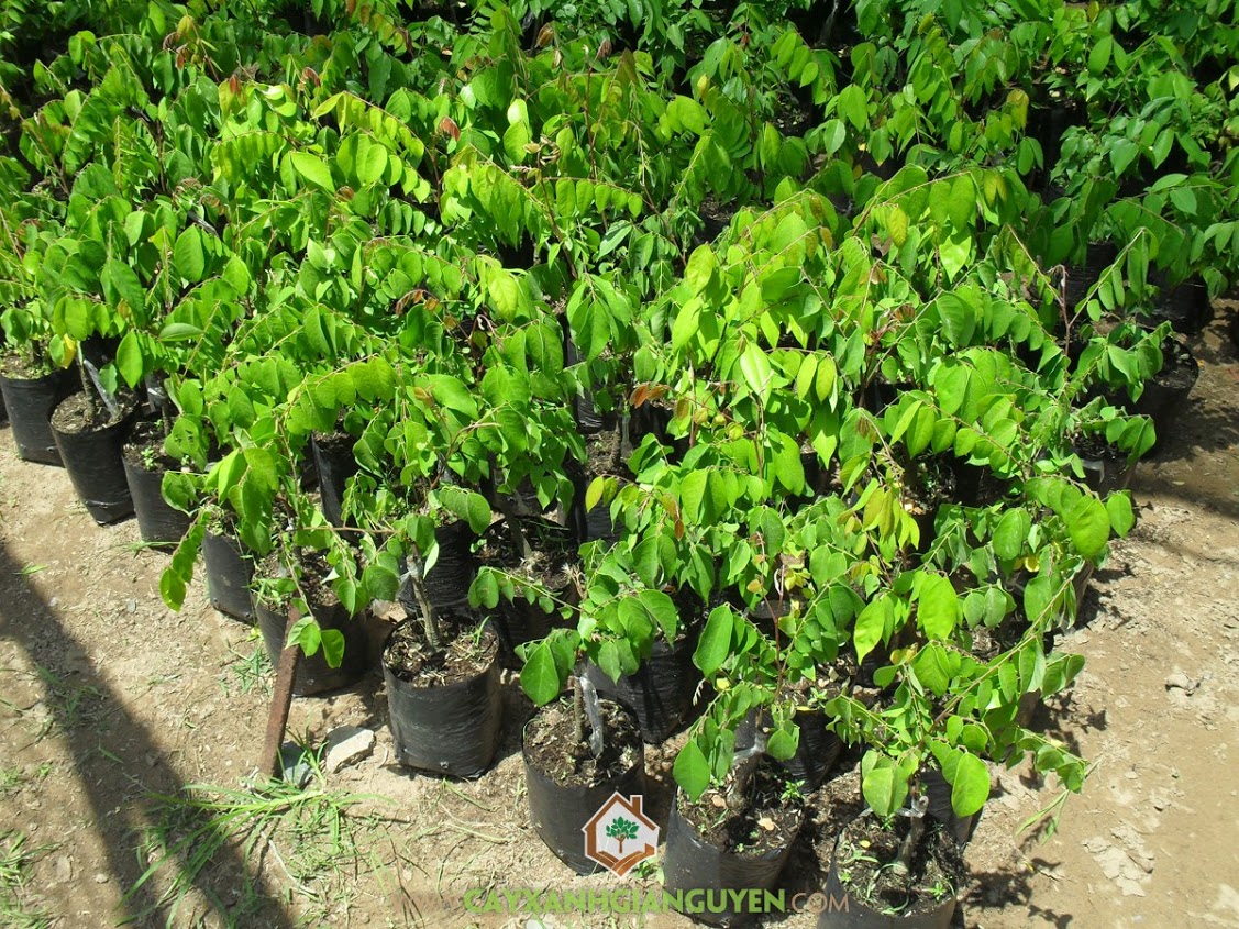 Cây giống khế ngọt, cây khế cơm giống