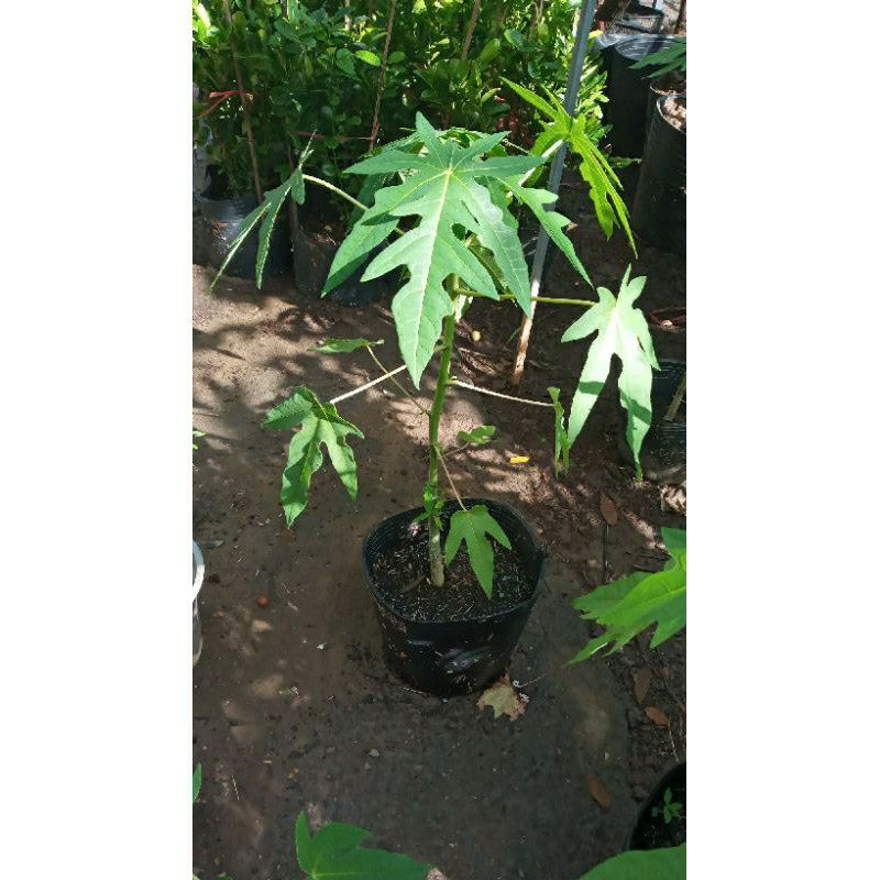 cây đu đủ lùn siêu trái