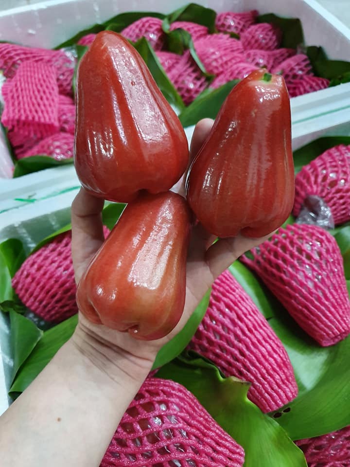 Cây mận đỏ ThongsamSri