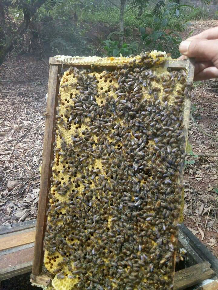 SÁP MẬT ONG  NGUYÊN CHẤT 1KG