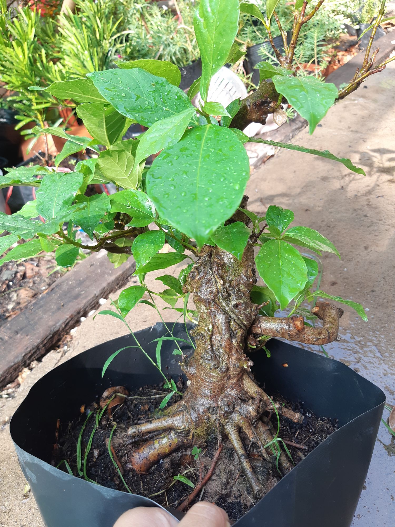 sung bonsai gốc LỚN