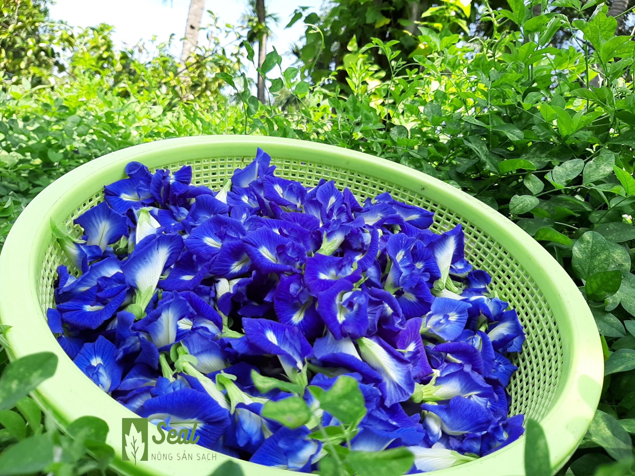 HOA ĐẬU BIẾC KHÔ 20G