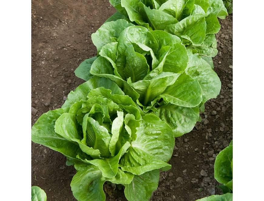 Gói 2g hạt giống xà lách Romaine xanh