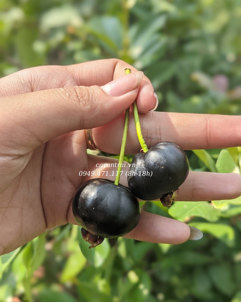 Cây Cherry Brazil