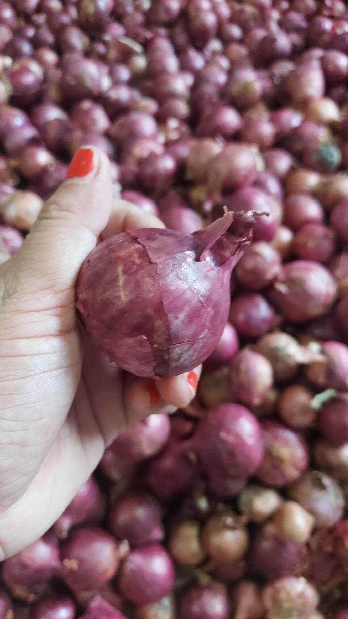500gr Hành tím Ấn Độ củ to dùng chế biến món ăn