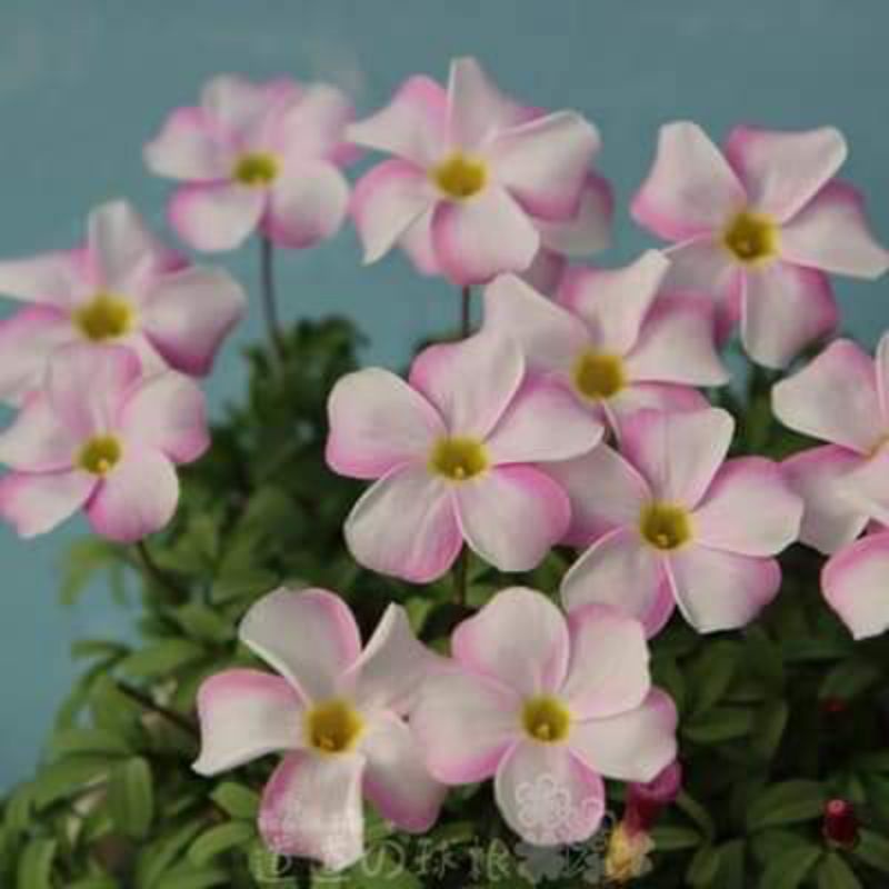 CỦ HOA OXALIS(CHỈ 100K/20CỦ)