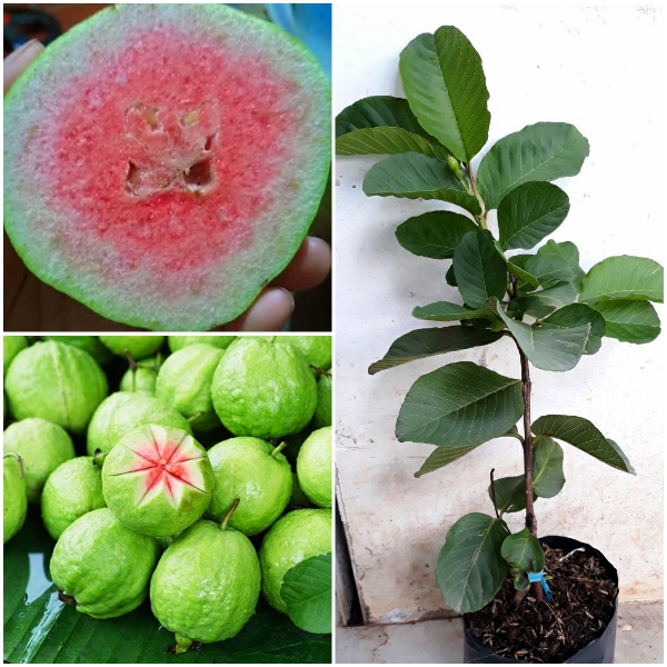 Combo 10 cây ổi ruby
