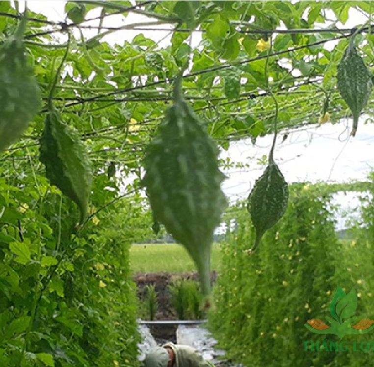 "Gói 20 Hạt " Hạt Giống (Mướp Đắng ) Khổ Qua Rừng