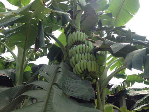 XCOM BO 2 Cây giống chuối tây thái cây giống chuẩn cho năng suất cao