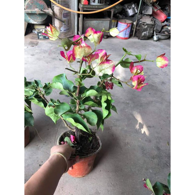 [ Xả - Cắt Lỗ ] Hoa Giấy Đổi Màu (Đổi 5 Màu)