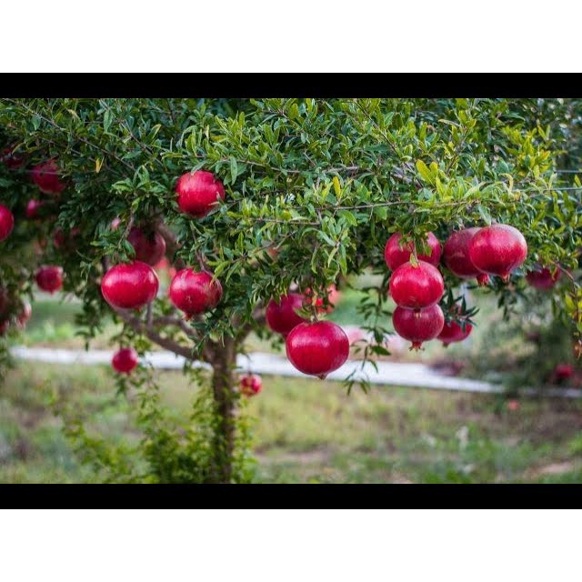 Cây lựu lùn Ấn Độ giống (Trồng chậu)