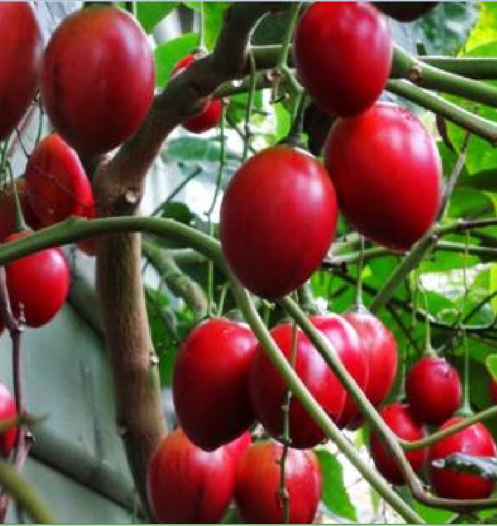 Hạt giống cà chua thân gỗ Tamarillo ( 10 hạt/gói )