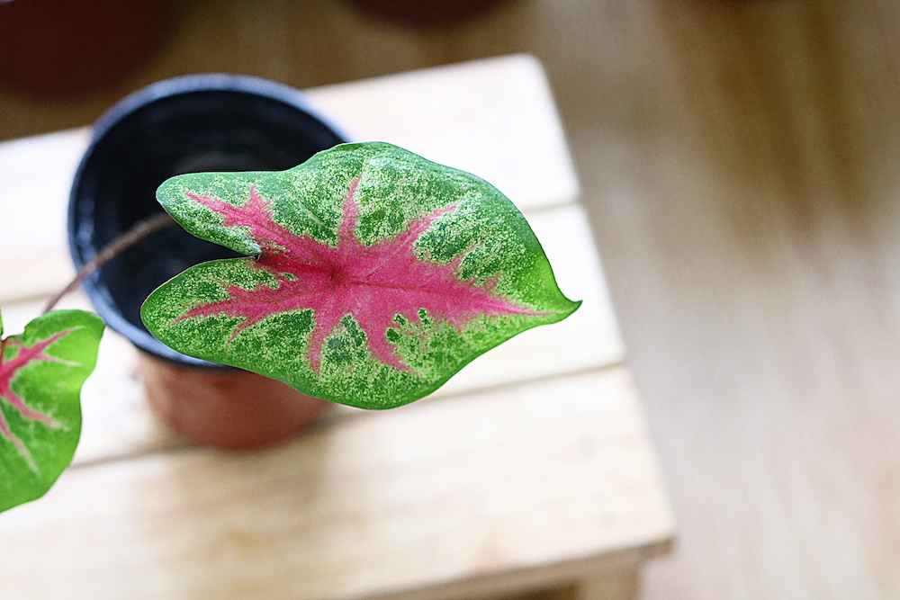 Chậu cây Caladium Biocolor - Môn 2 màu (Môn Biocolor)