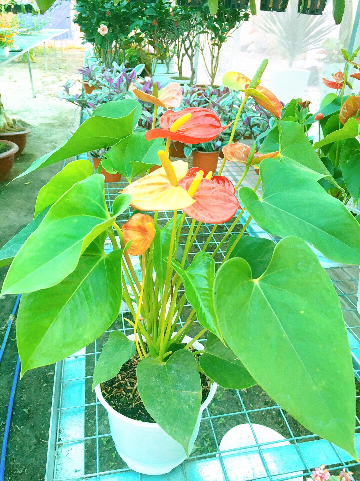 Cây Hồng Môn