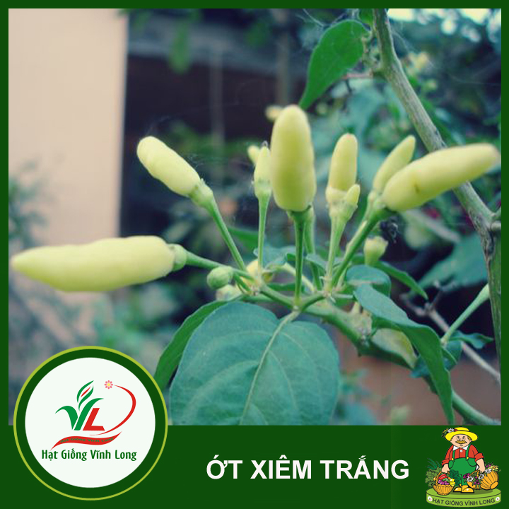 Hạt giống ớt xiêm trái trắng (hạt tự thu) - 15 hạt