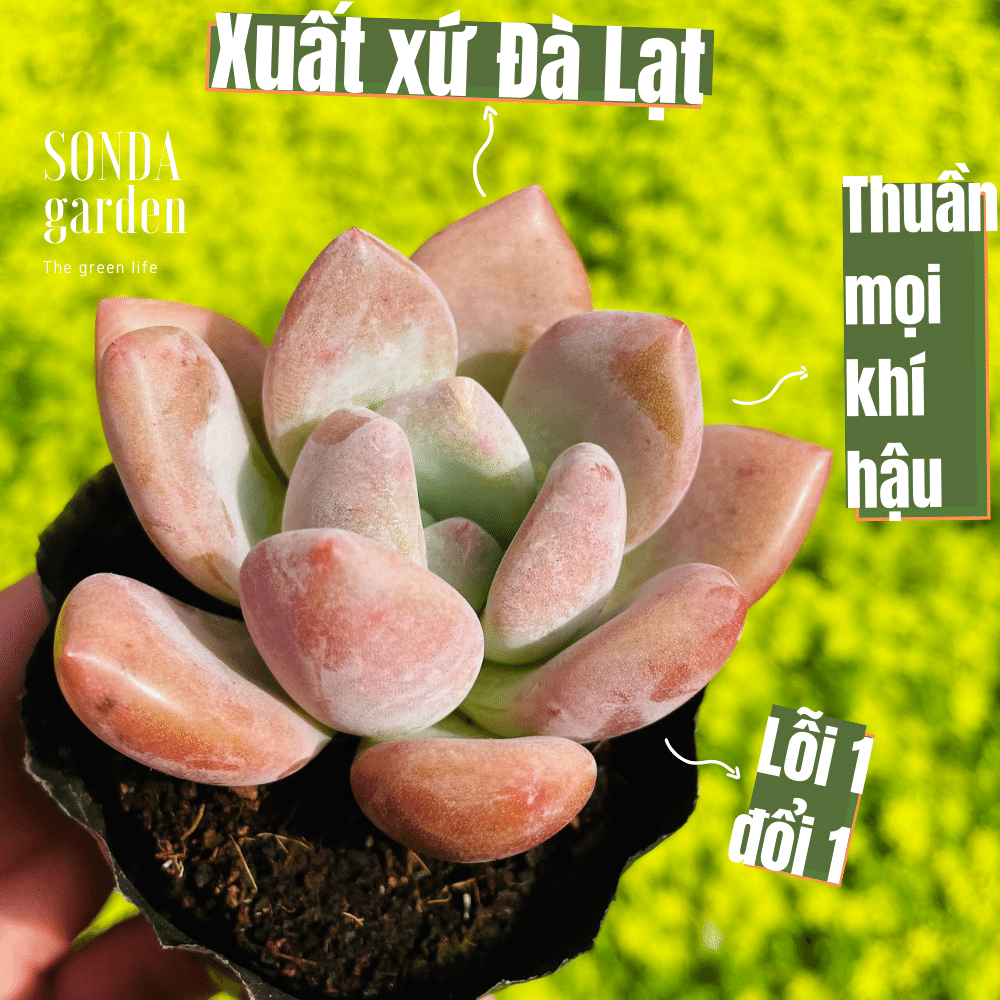 Sen đá sỏi hường lá dài size bé siêu khỏe đẹp lỗi 1 đổi 1