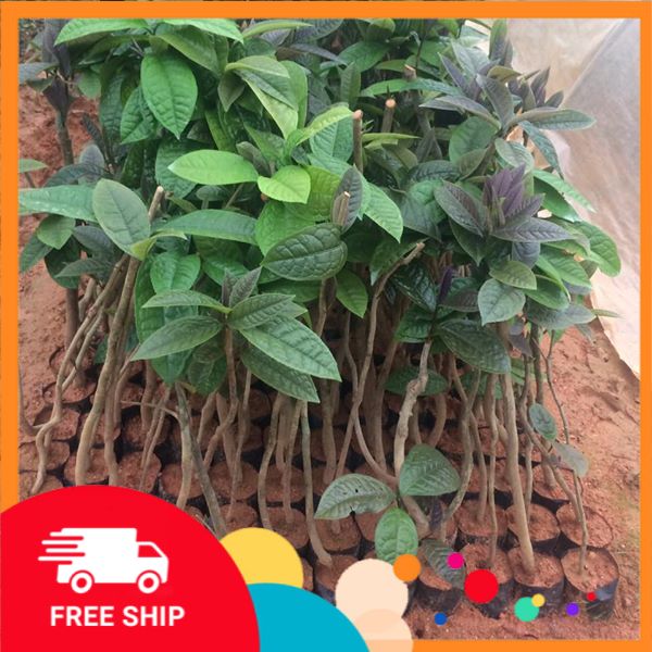 Cây trà hoa vang, thảo dược quý, bầu giống