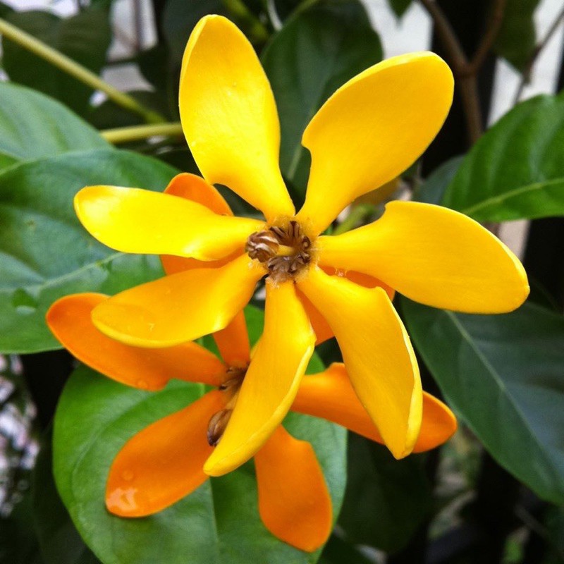 Cây lài hoàng đế