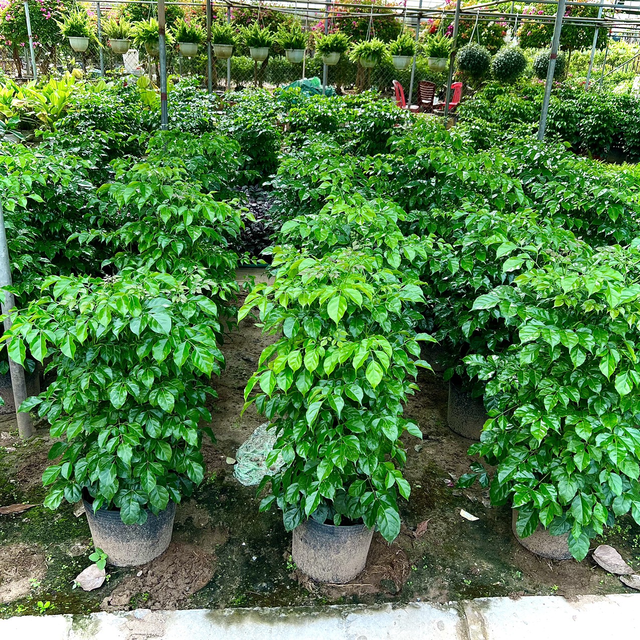 Cây hạnh phúc bụi cao 1m (ảnh thật