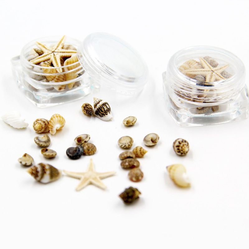 Hộp Vỏ Sò Sao Biển Trang Trí Resin