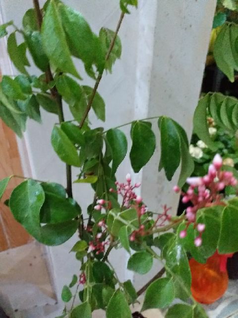 Cây khế nhật chua.(trái sớm)