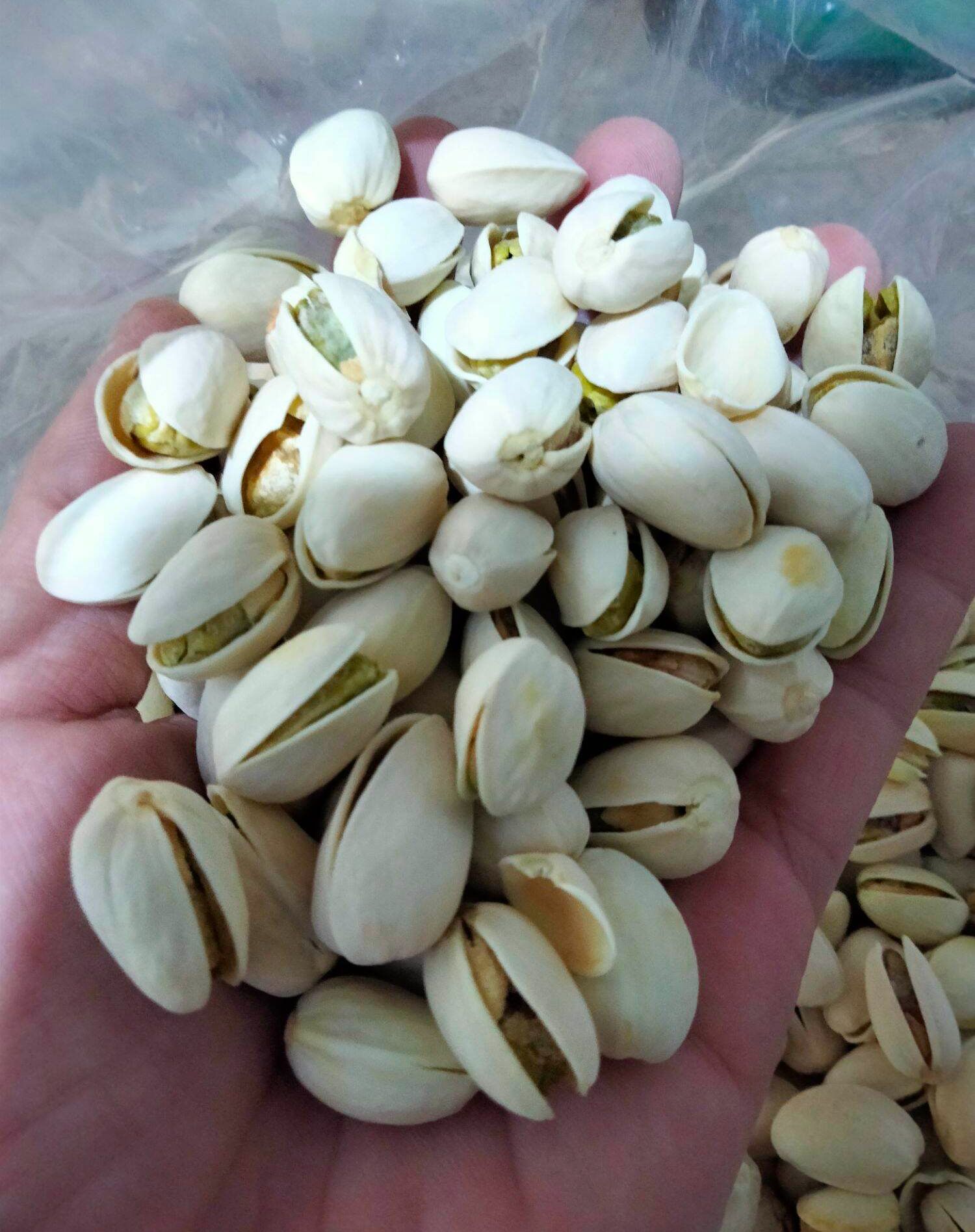 Hạt dẻ Sapa ngọt bùi (Loại 1 siêu to)