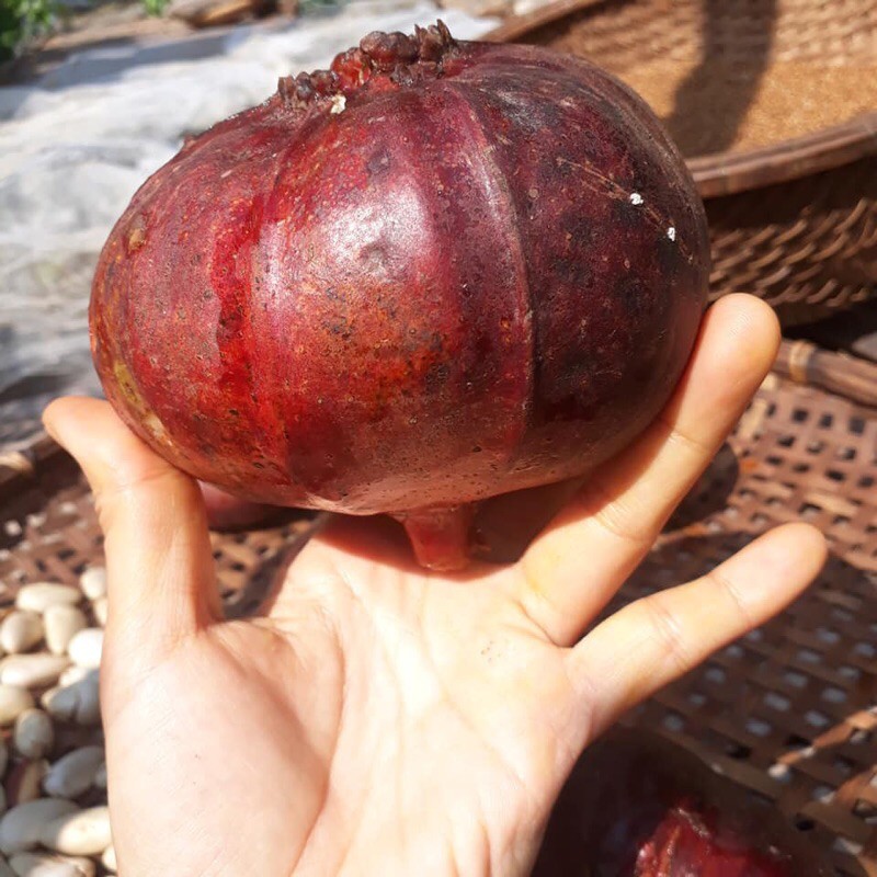 Cây Vả Mật n