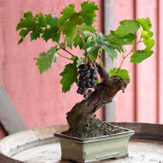 Hạt giống nho lùn pháp( nho lùn Bonsai)( gói 10 hạt) -