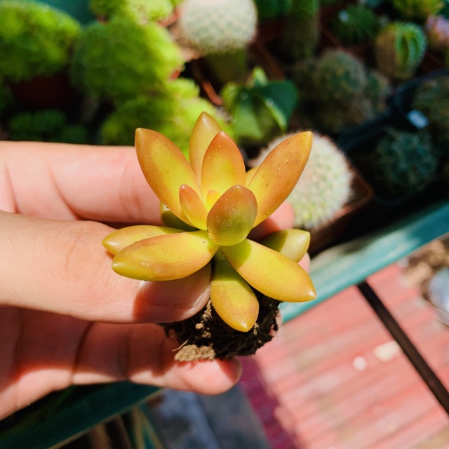 SEN ĐÁ ĐÁ CAM SIZE MINI SIÊU KHOẺ ĐẸP LỖI 1 ĐỔI 1