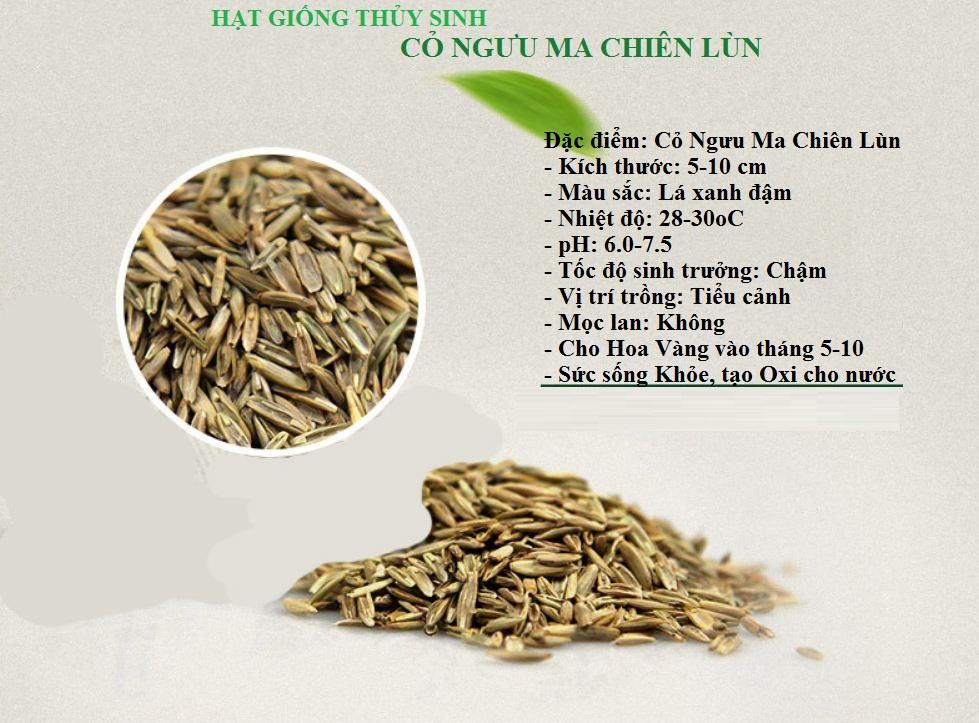 Hạt giống thủy sinh Cỏ ngưu mao chiên