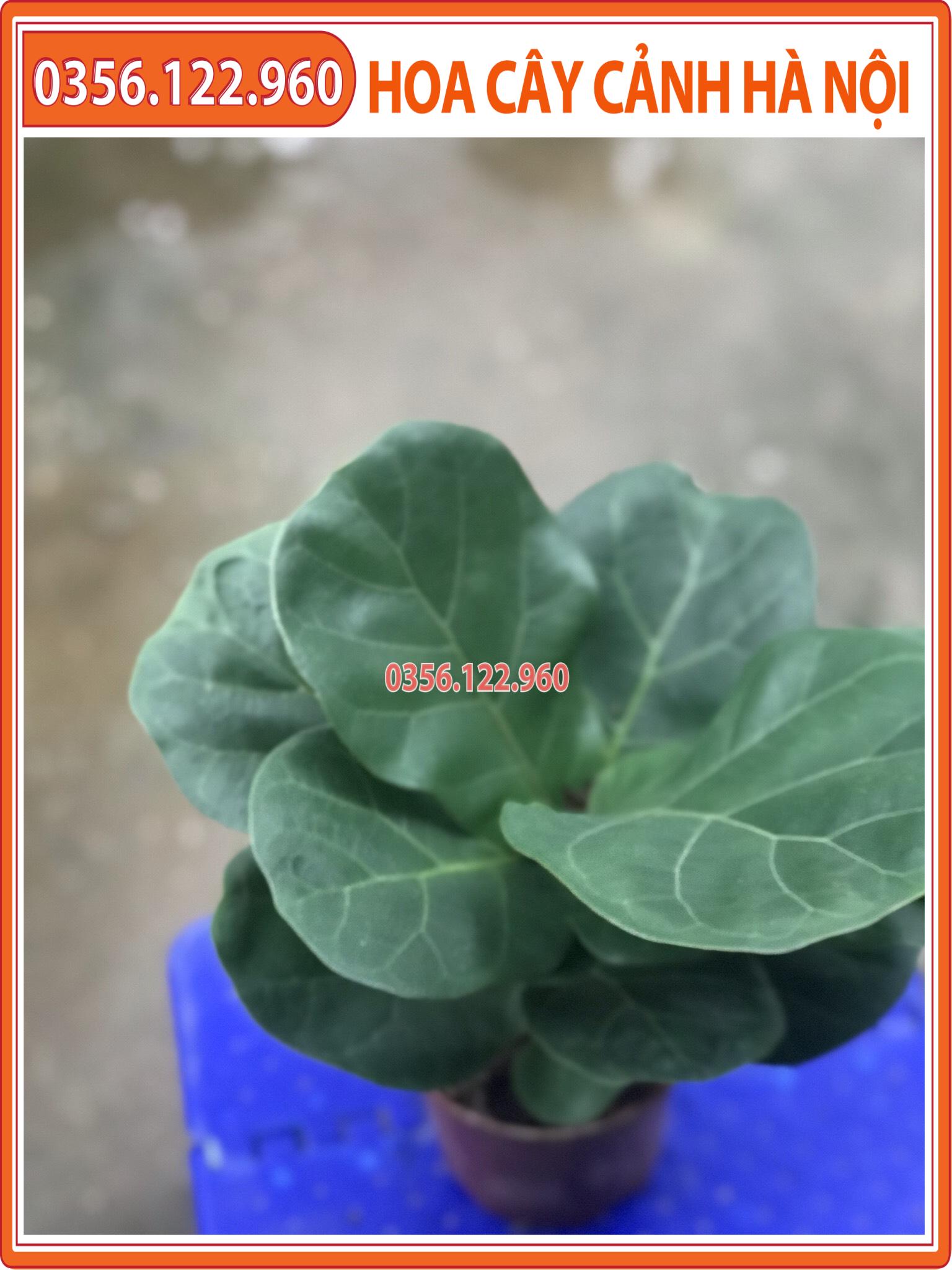 Cây bàng singapor để bàn