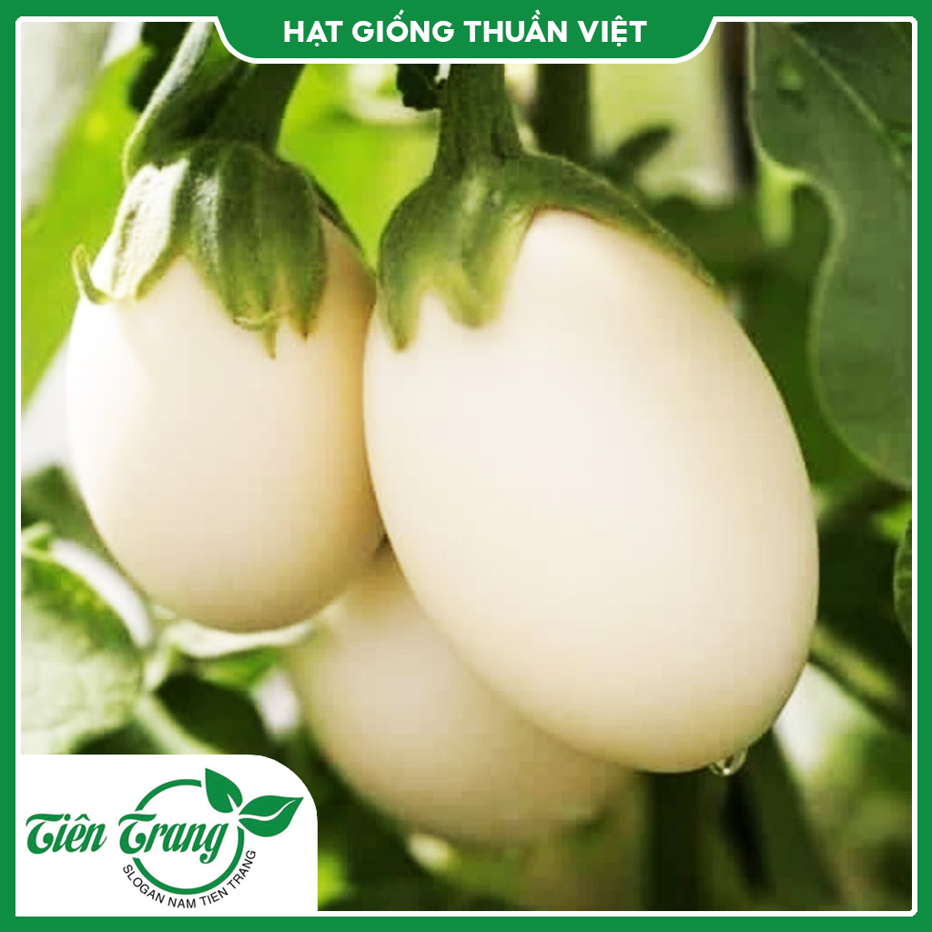 Hạt giống Cà Trứng TN