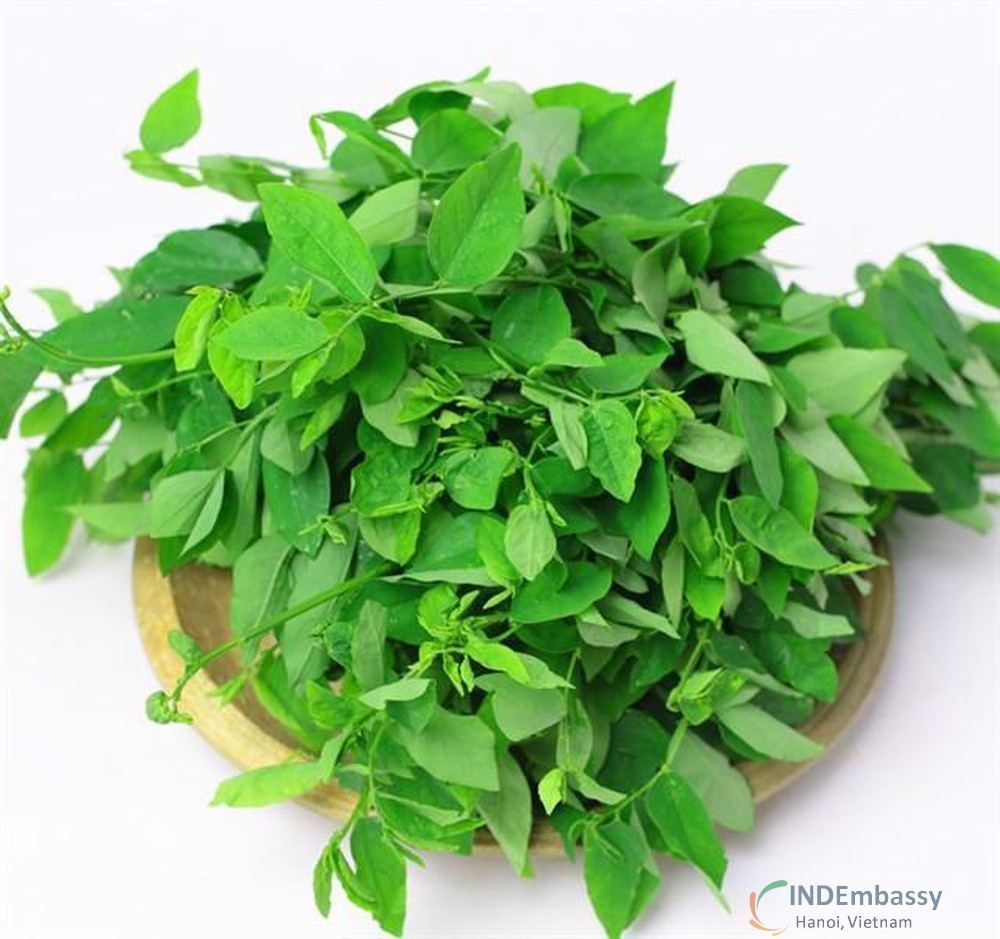 [HCM]Hạt Giống Rau bồ Ngót