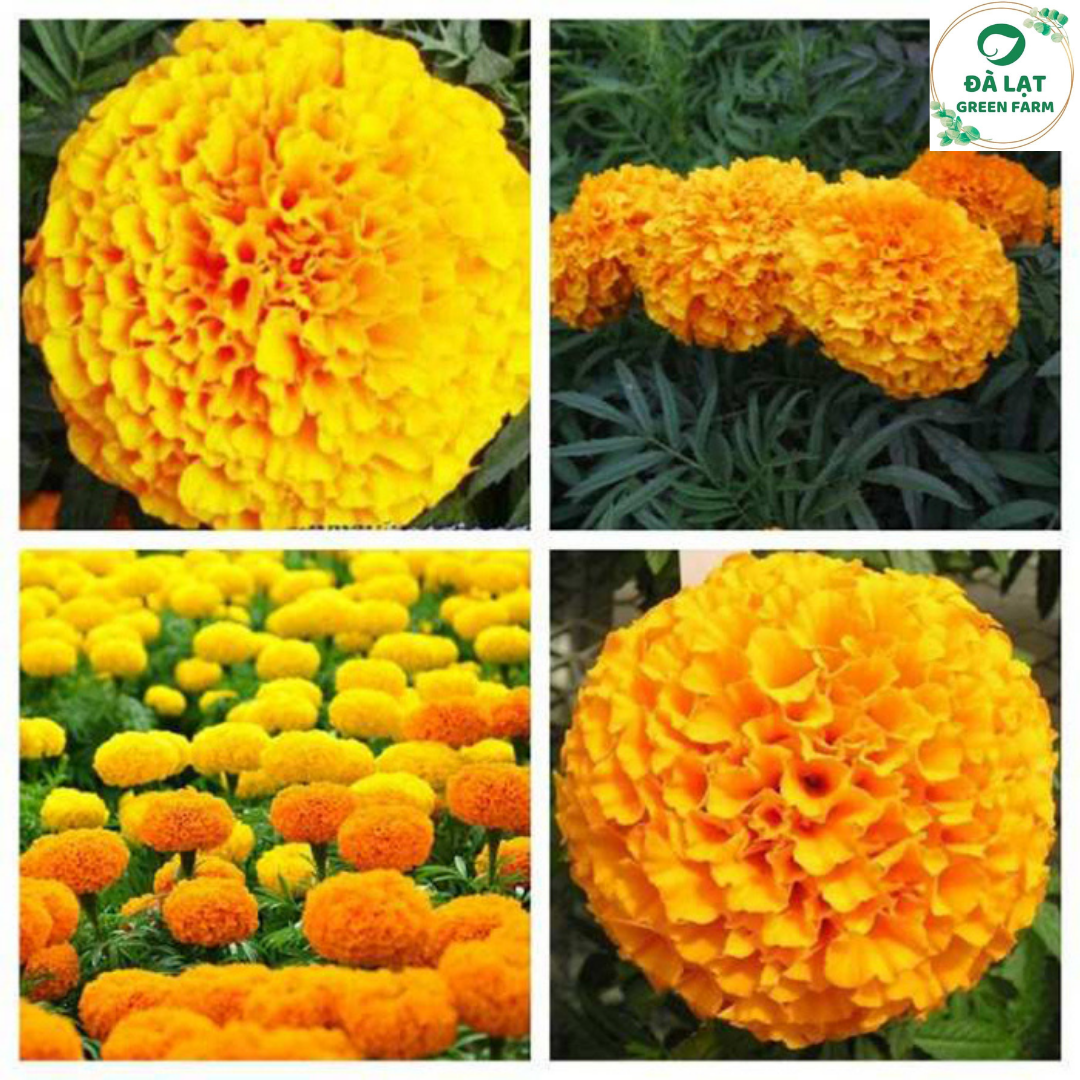 50H_HẠT GIỐNG CÚC VẠN THỌ MỸ(NẢY MẦM CỰC CHUẨN)