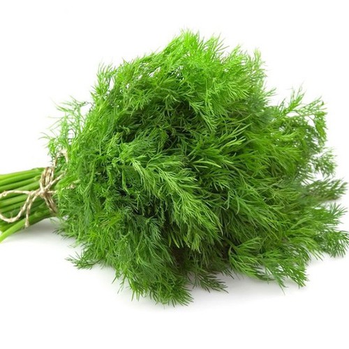 hạt giống Thì là Tứ Quý PD415